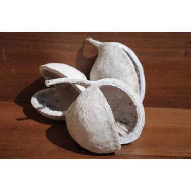 Budha Nut - Whitewashed