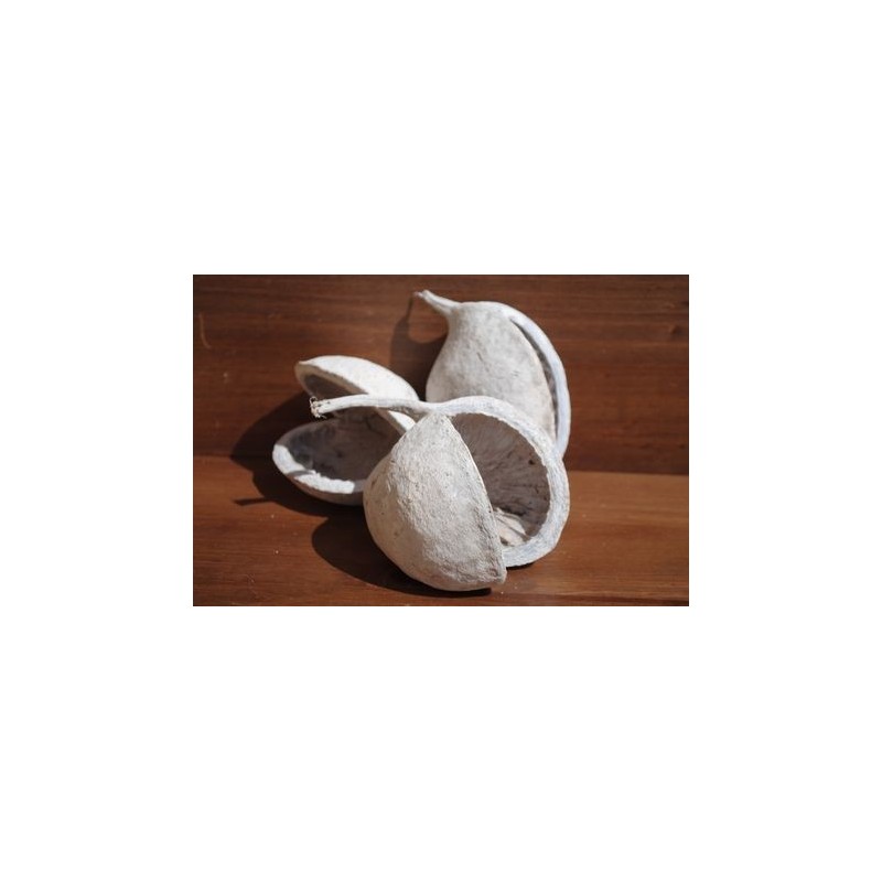 Budha Nut - Whitewashed