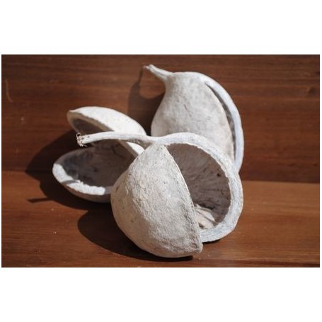 Budha Nut - Whitewashed