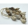 Aninika Shell Hanger - 35cm