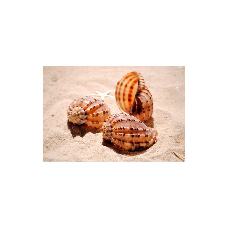 Harpa Harpa Shell - 8cm