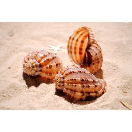 Harpa Harpa Shell - 8cm