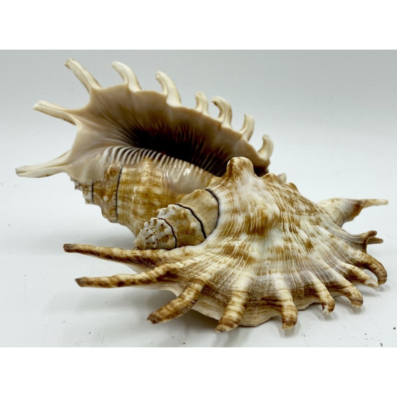 Lambis Millipeda - 10cm