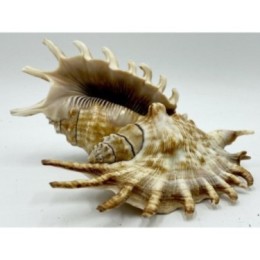 Lambis Millipeda - 10cm