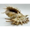 Lambis Millipeda - 10cm