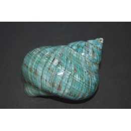 Turbo Burgos Polished - 10cm