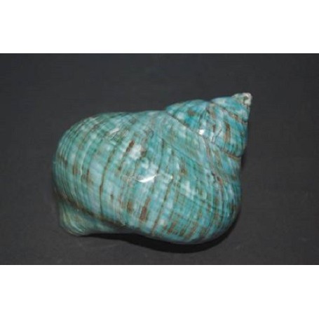 Turbo Burgos Polished - 10cm