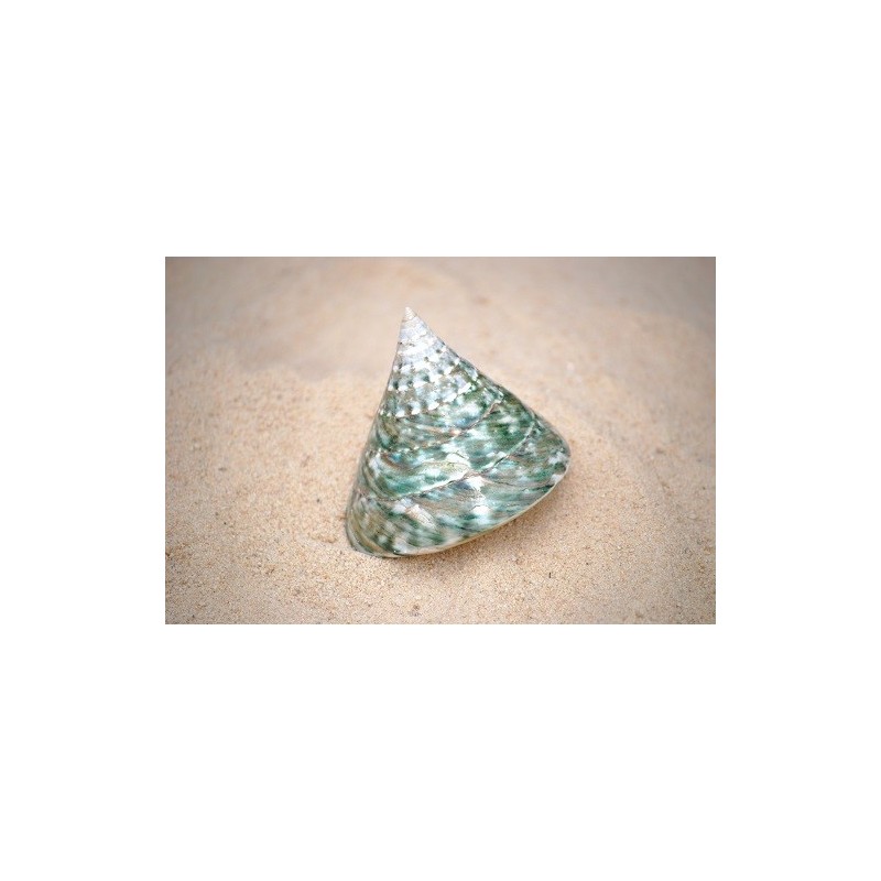 Tectus Pyramis Green - 6cm
