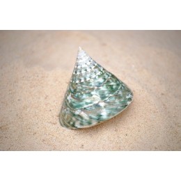 Tectus Pyramis Green - 6cm