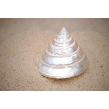 Tectus Pyramis Pearlised - 6cm