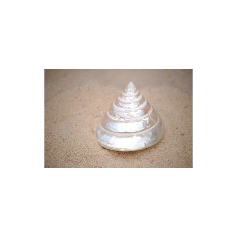Tectus Pyramis Pearlised - 6cm