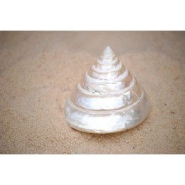 Tectus Pyramis Pearlised - 6cm
