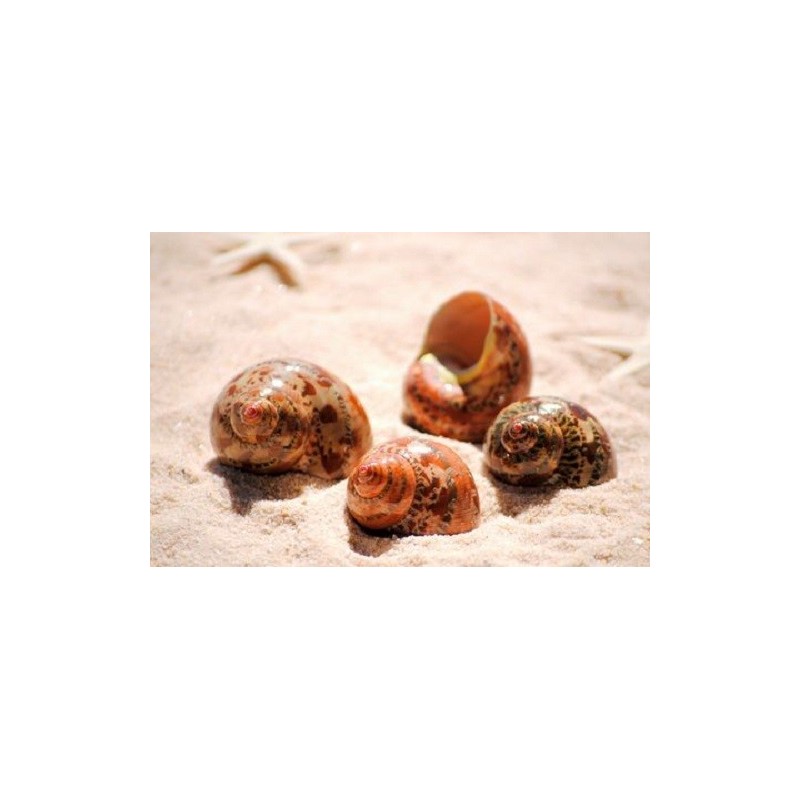 Turbo Peth Polished - 4cm