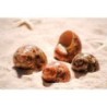 Turbo Peth Polished - 4cm