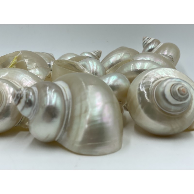 Turbo Pica Pearlised - 6cm