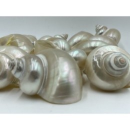 Turbo Pica Pearlised - 6cm