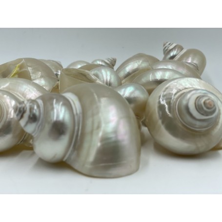 Turbo Pica Pearlised - 6cm