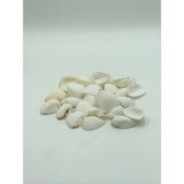 Arca Shells - 1kg
