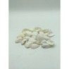 Arca Shells - 1kg