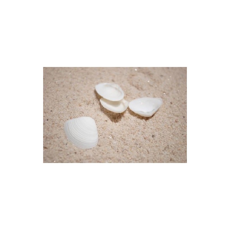White Cay Cay Shells - 1kg