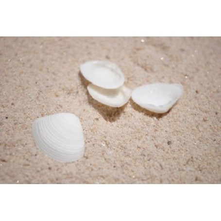 White Cay Cay Shells - 1kg