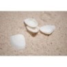 White Cay Cay Shells - 1kg