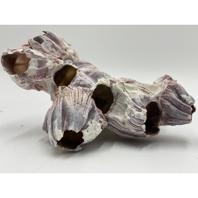 Barnacle - 13-18cm