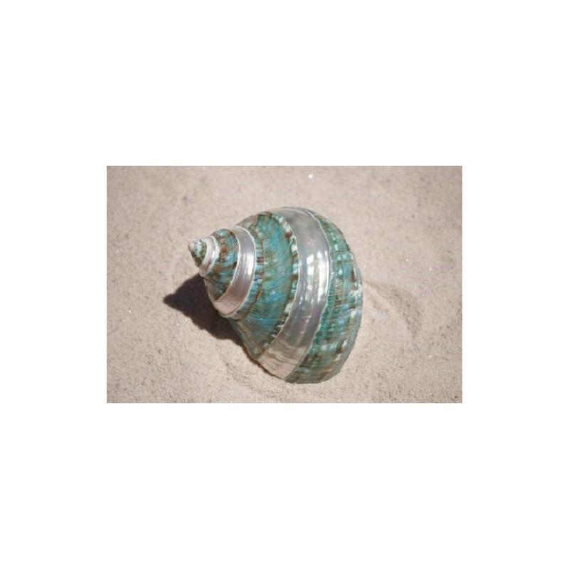 Green Turban - 15cm