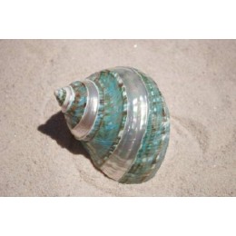 Green Turban - 15cm