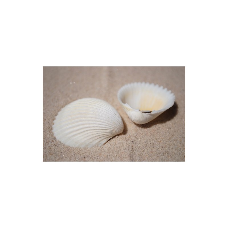 Cockle Shells - 1kg