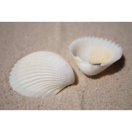 Cockle Shells - 1kg