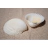 Cockle Shells - 1kg