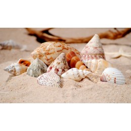 Large Sized Assorted Shells - 1kg