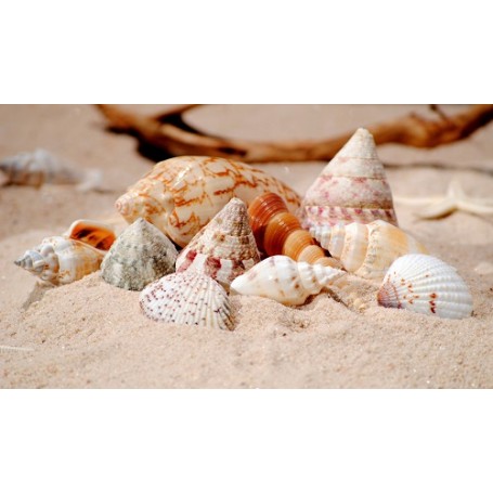 Large Sized Assorted Shells - 1kg