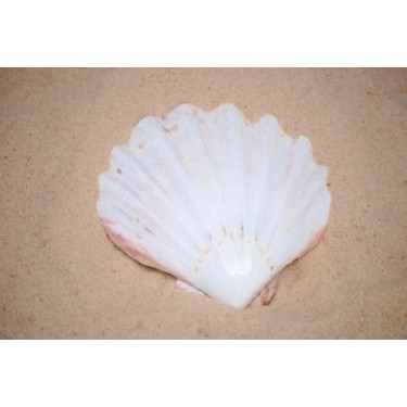 Lions Paw White - 12cm