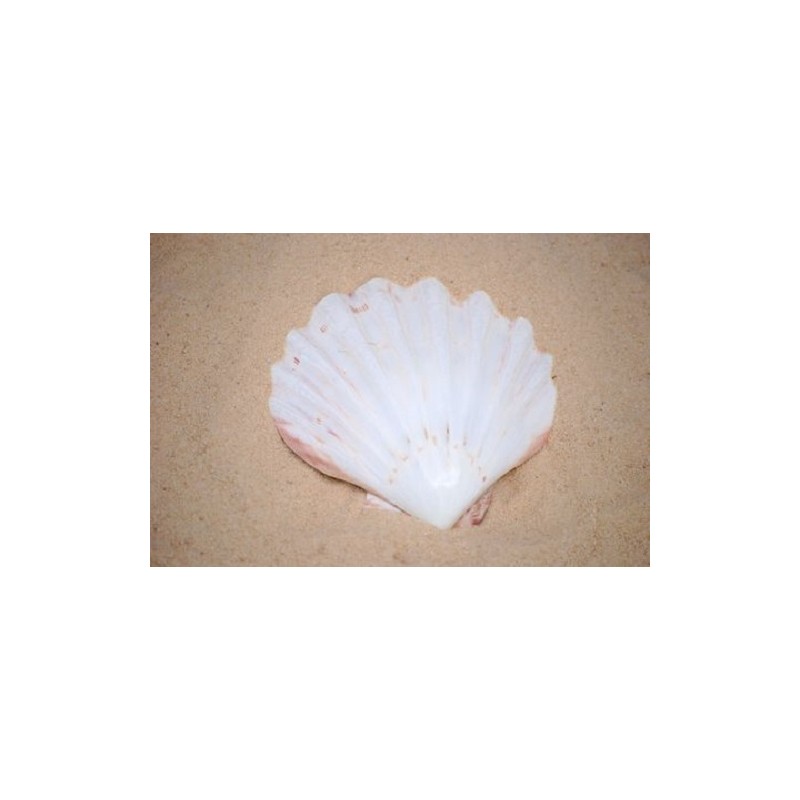 Lions Paw White - 12cm