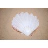 Lions Paw White - 12cm