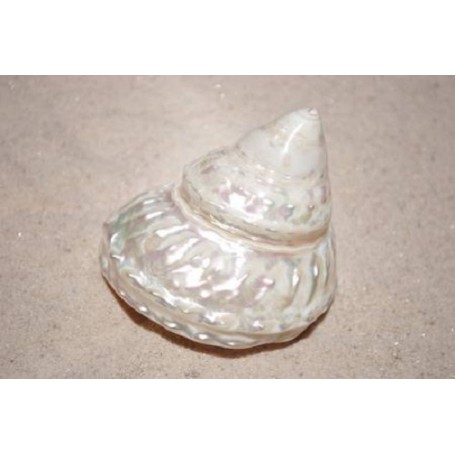Wavey Top - 7cm