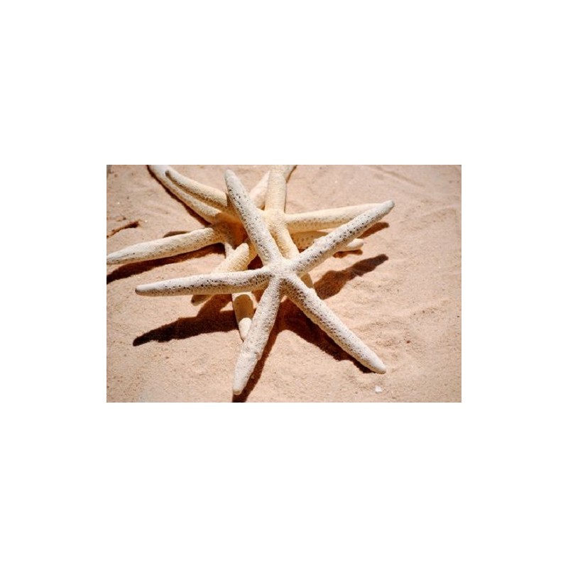 Finger Starfish - 8cm