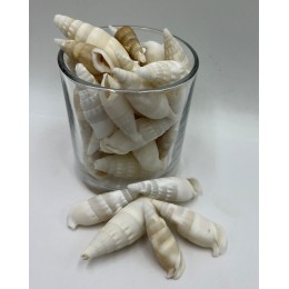 Cerethium Vertagus Shells - 1kg