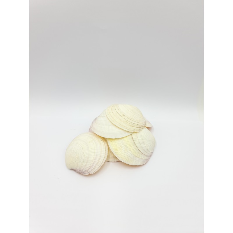 Tiger Clam Shells - 1kg