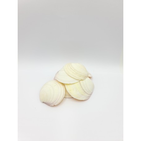 Tiger Clam Shells - 1kg
