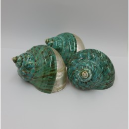 Turbo Burgos Green Top - 8cm