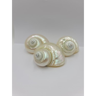 Turbo Burgos Pearlised - 8cm