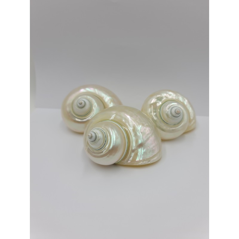 Turbo Burgos Pearlised - 8cm