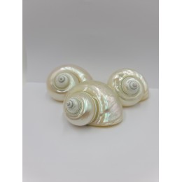 Turbo Burgos Pearlised - 8cm