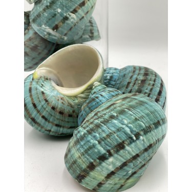 Turbo Burgos Imperial - Natural Green - Approx 8-10cm