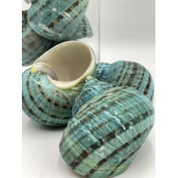 Turbo Burgos Imperial - Natural Green - Approx 8-10cm