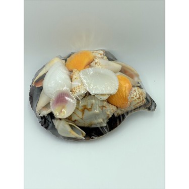 Shells in Black Lip - approx. 10x14cm