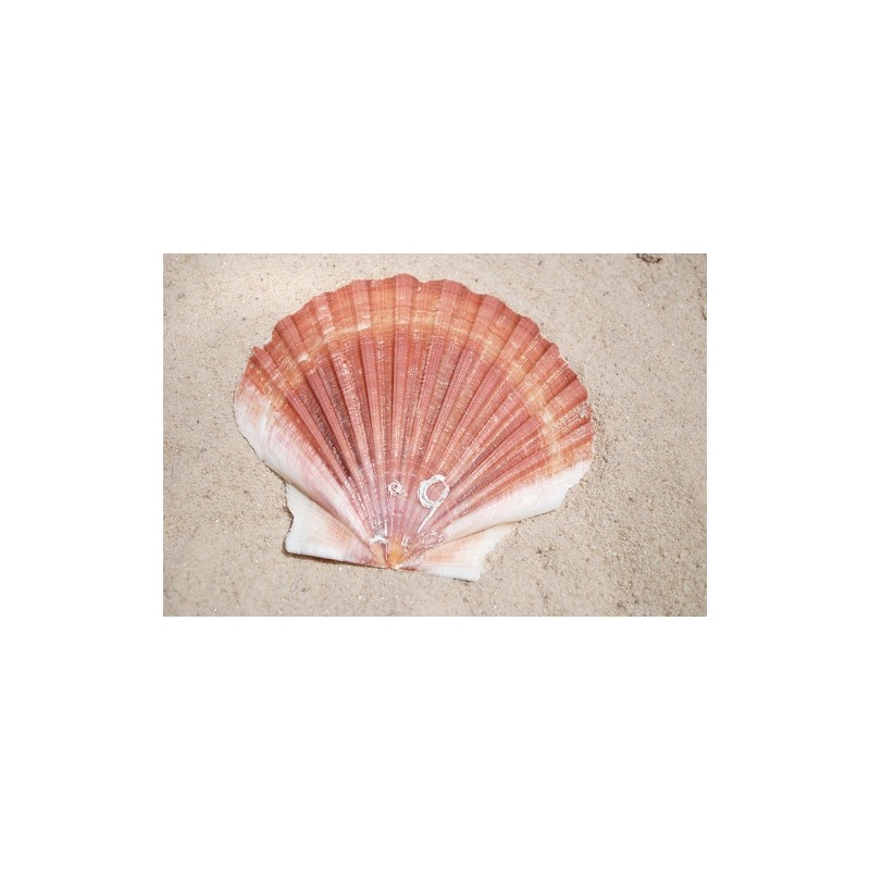 Scallop Flat - Per KG